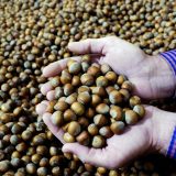 Glamočić: Saradnja sa kompanijom Ferero jedan od najuspešnijih primera direktnih stranih investicija 8