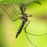 Pala je 'tvrđava' Island: Prvi put se pojavili komarci 6