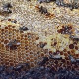 Pola miliona pčela nastradalo u podmetnutom požaru u Holandiji 4