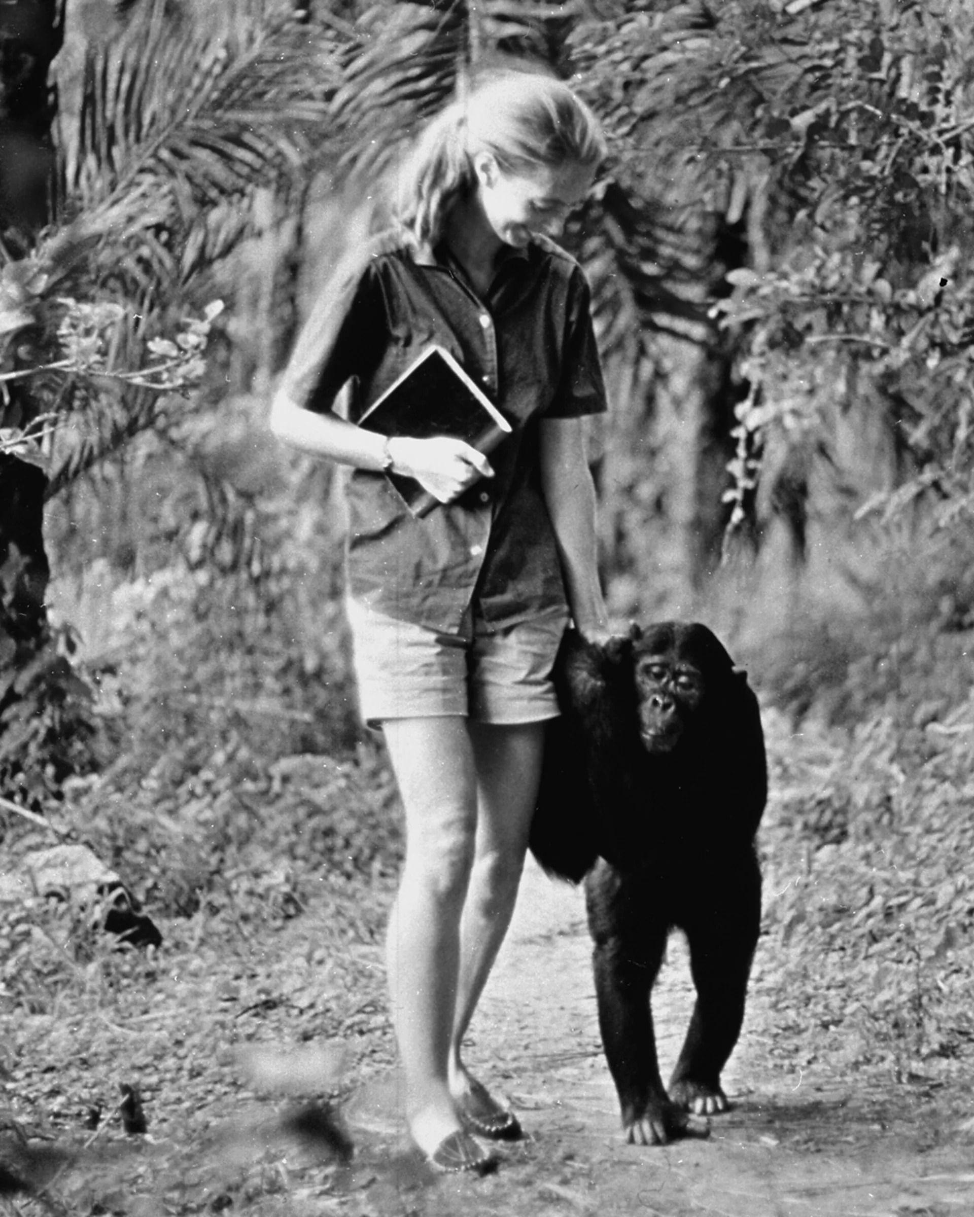 Preminula Džejn Gudal, žena koja je promenila naše viđenje šimpanzi i ljudi 2 Džejn Gudal sa šimpanzom