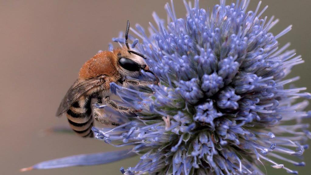 Kako su divlje medonosne pčele postale ugrožene i šta to znači za pčelarstvo 1 divlja pčela na cvetu