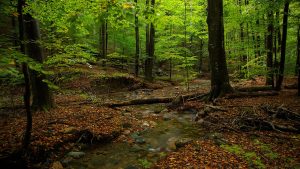 Zašto Srbija nema nijedan lokalitet na Unesko listi svetske prirodne baštine? 1