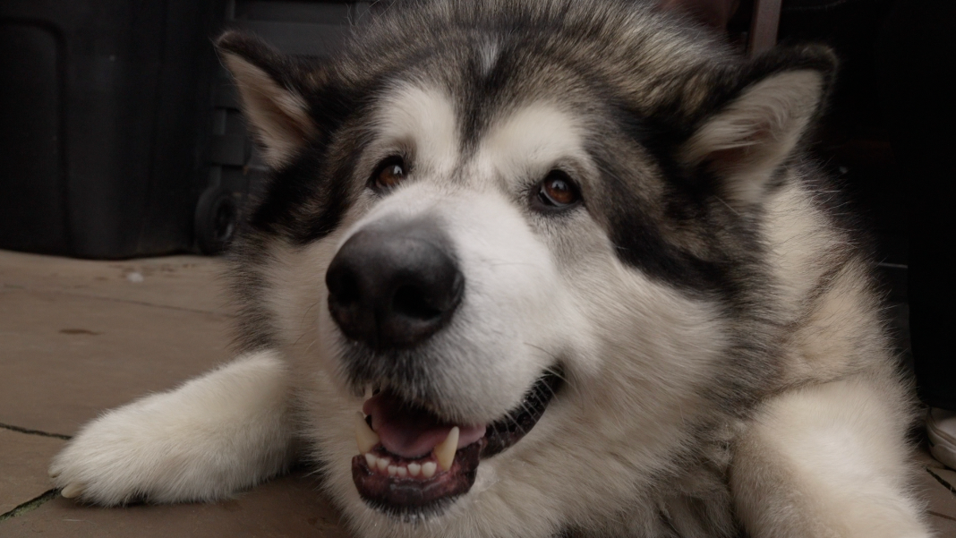 'Samo je nastavio da raste': Život sa psom teškim 82 kilograma 3 Mal lei