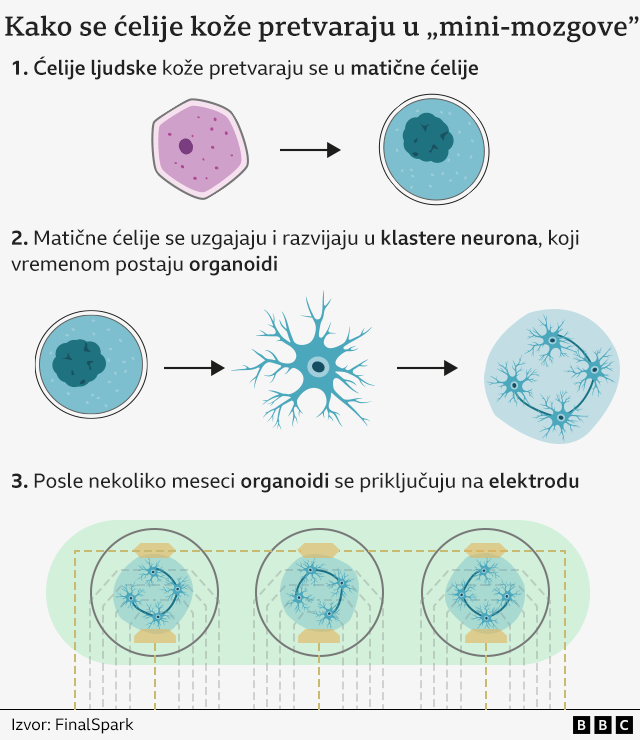 Grafika koja objašnjava kako se ćelije kože pretvaraju u „mini mozgove“, ilustrujući proces u tri koraka: 1) ćelije ljudske kože se pretvaraju u matične ćelije; 2) matične ćelije se kultivišu u neuronske klastere koji formiraju organoide i 3) organoidi se povezuju sa elektrodama posle nekoliko meseci. Izvor: FinalSpark