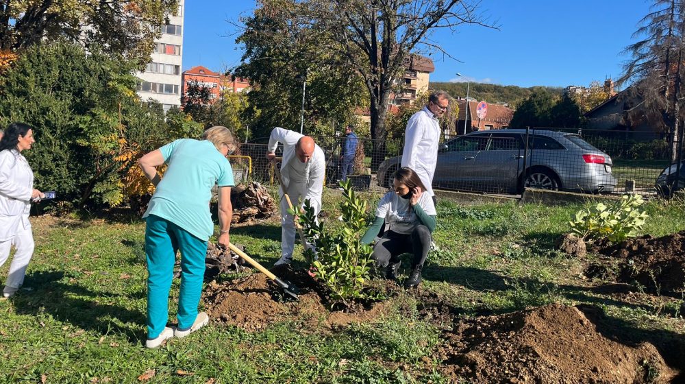Kod Zavoda za plućne bolesti i tuberkulozu posađene biljke koje ne izazivaju alergije: Kako građani mogu da se uključe u ovakve akcije? 1