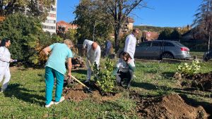 U okviru akcije Ambrozija stop, danas u 11 časova, su na zelenim površinama oko Zavoda za plućne bolesti i tuberkulozu posađene nealergenske sadnice.