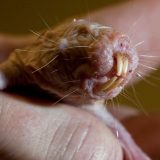 Golo slepo kuče otkriva genetsku tajnu dugog života 5