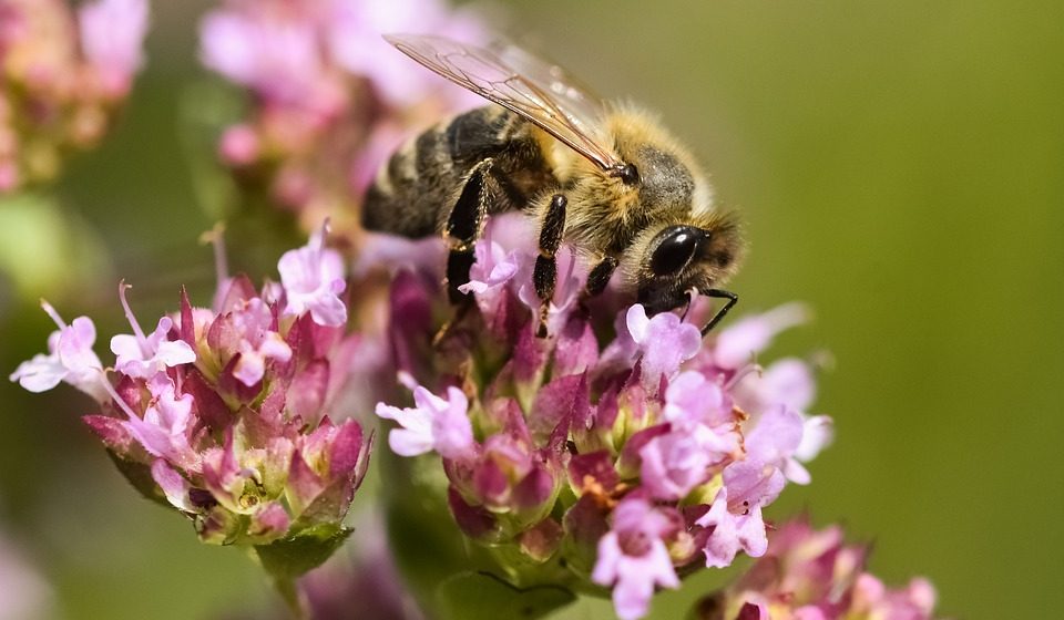 Divlje medonosne pčele su proglašene za ugrožene: Kako možemo da ih zaštitimo? 1