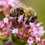 Divlje medonosne pčele su proglašene za ugrožene: Kako možemo da ih zaštitimo? 3