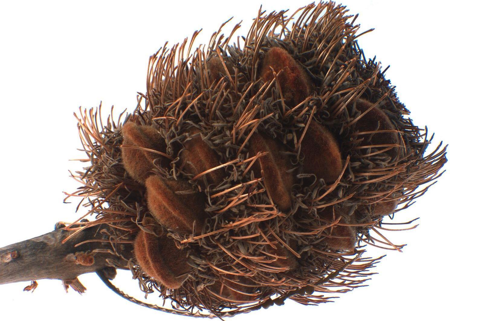 Smeđa drvenasta stabljika, na vrhu je šiljasta glavica sa semenom