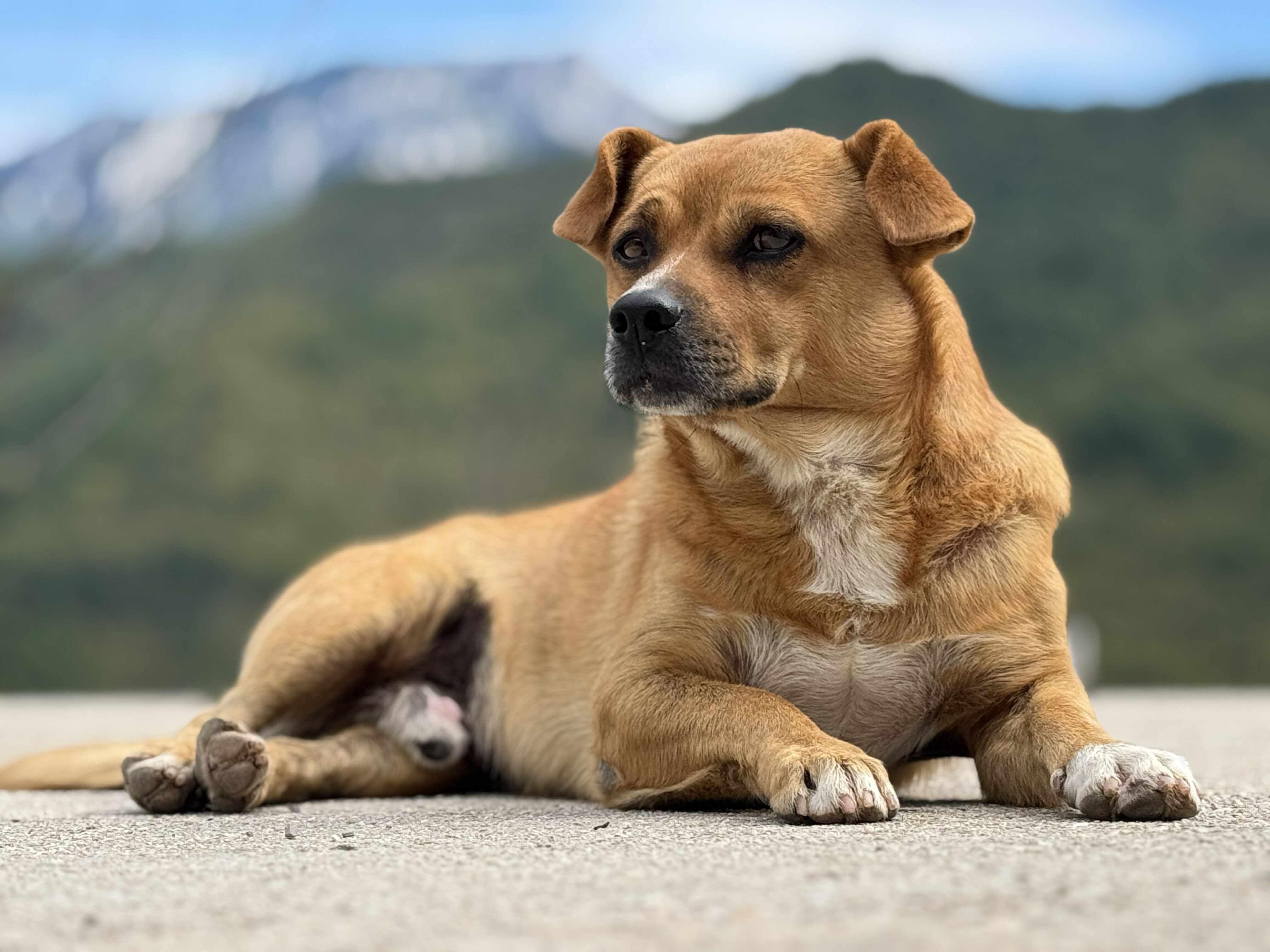 Godišnjica smrtonosnih poplava u Donjoj Jablanici, istraga tužilaštva 'u završnoj fazi' 9 Pas Don je sopstvenim strahom pomogao vlasnicima da ostanu budni i sačuvaju se tokom kobne noći