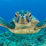 Zelena kornjača spašena od izumiranja 6