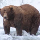 Čank je najdeblji meda na svetu 5