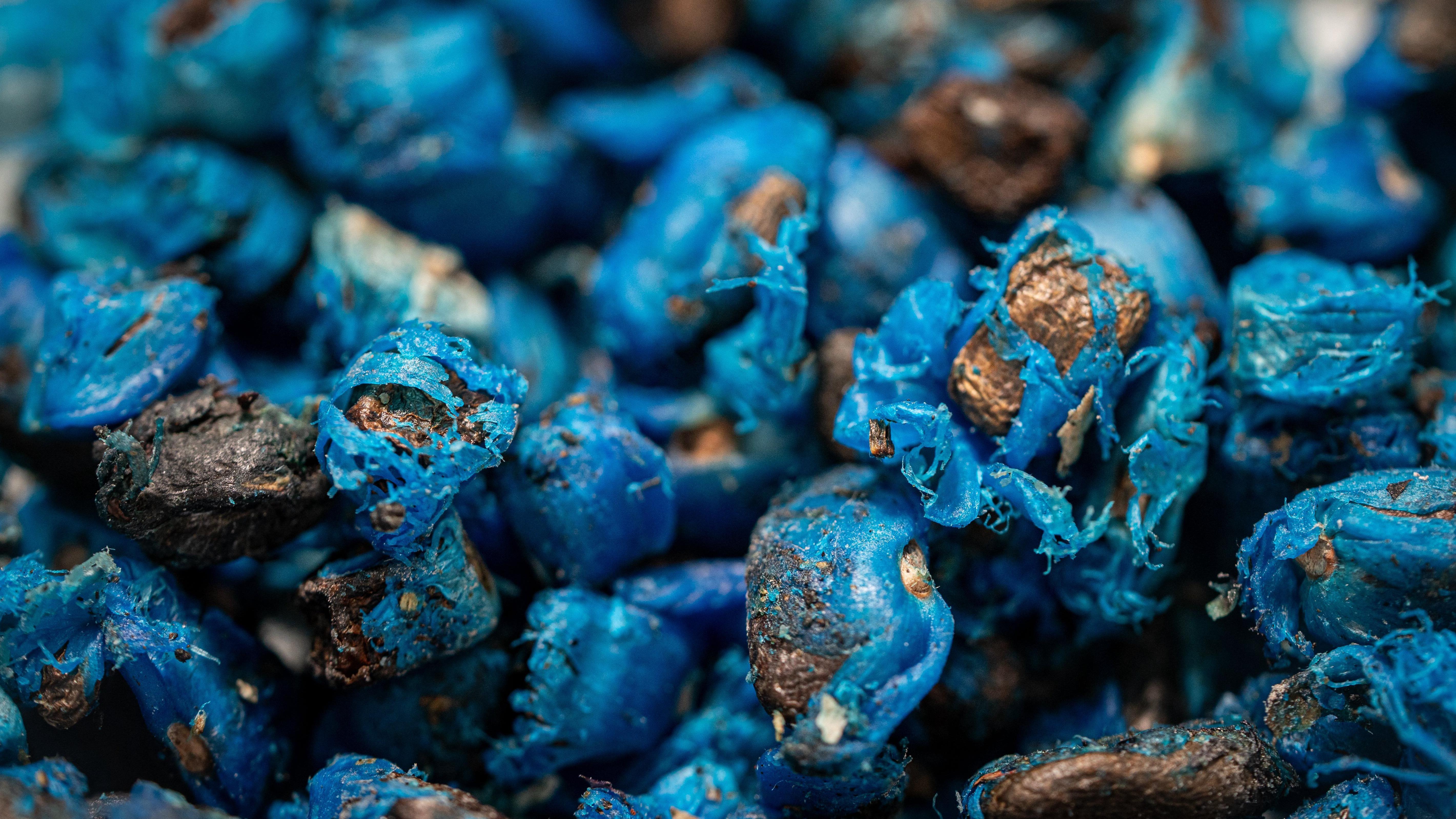 Od Holivuda do hortikulture: Kejt Blanšet u misiji spasavanja semena 4 Seme plave biljke Ravanele