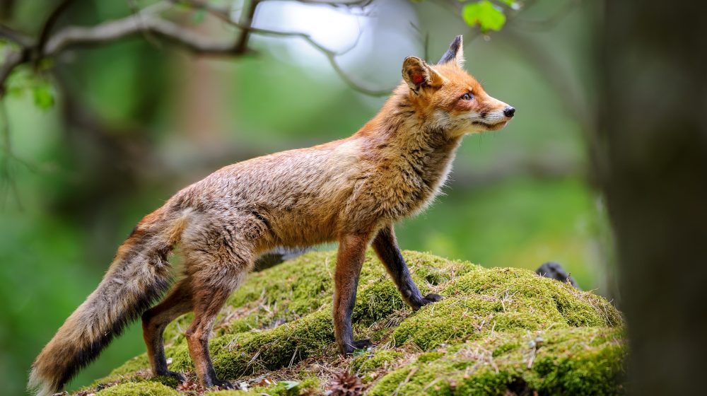 Glamočić: Dobri rezultati oralne vakcinacije divljih životinja protiv besnila 1