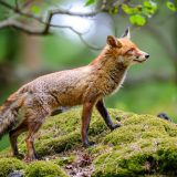 Glamočić: Dobri rezultati oralne vakcinacije divljih životinja protiv besnila 1