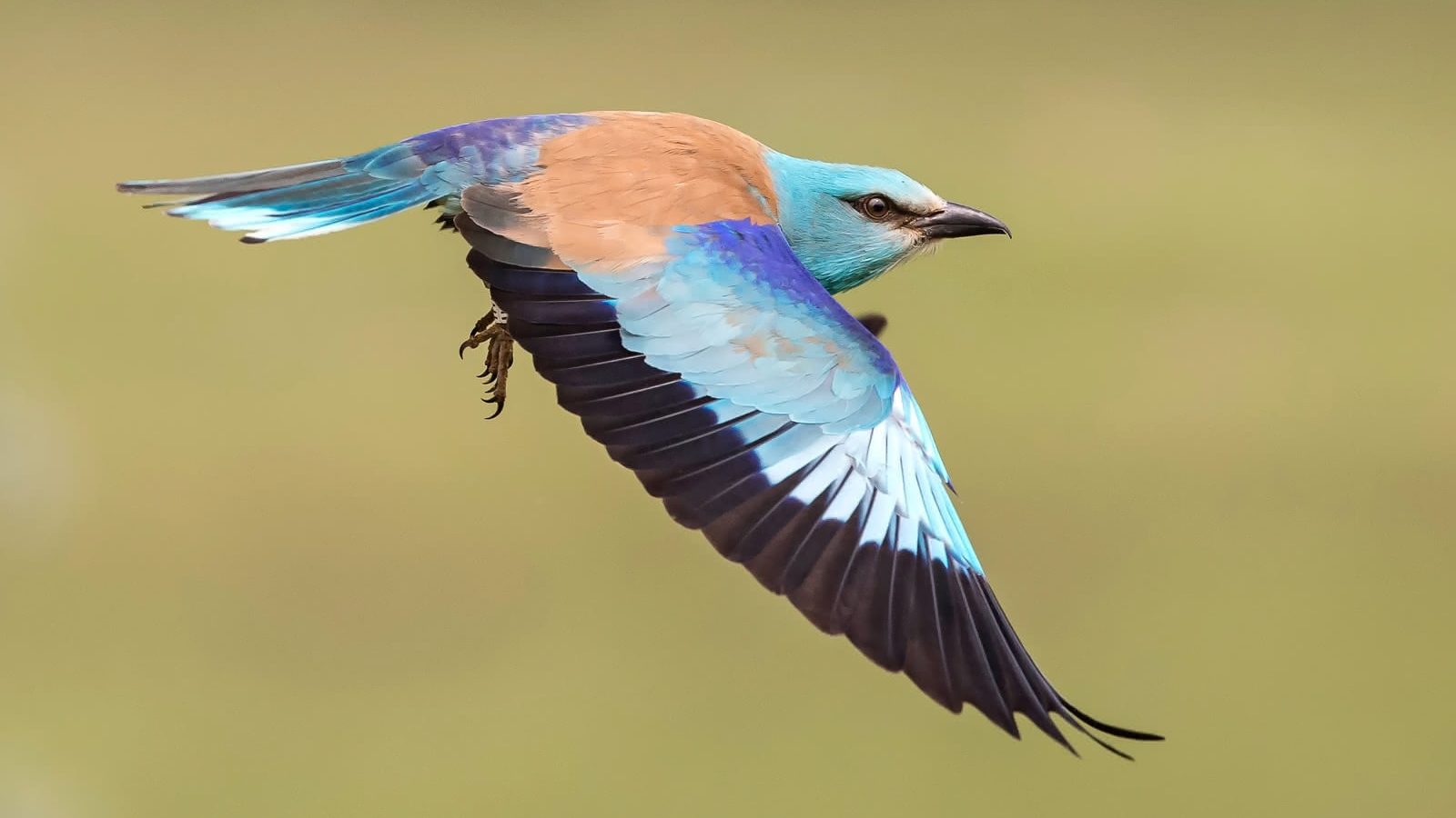 Smrdovrana, cveće, pustinja (reči o nepostojećem - iz sentimentalnog ugla) 2 Smrdovrana, cveće, pustinja (reči o nepostojećem - iz sentimentalnog ugla) 2