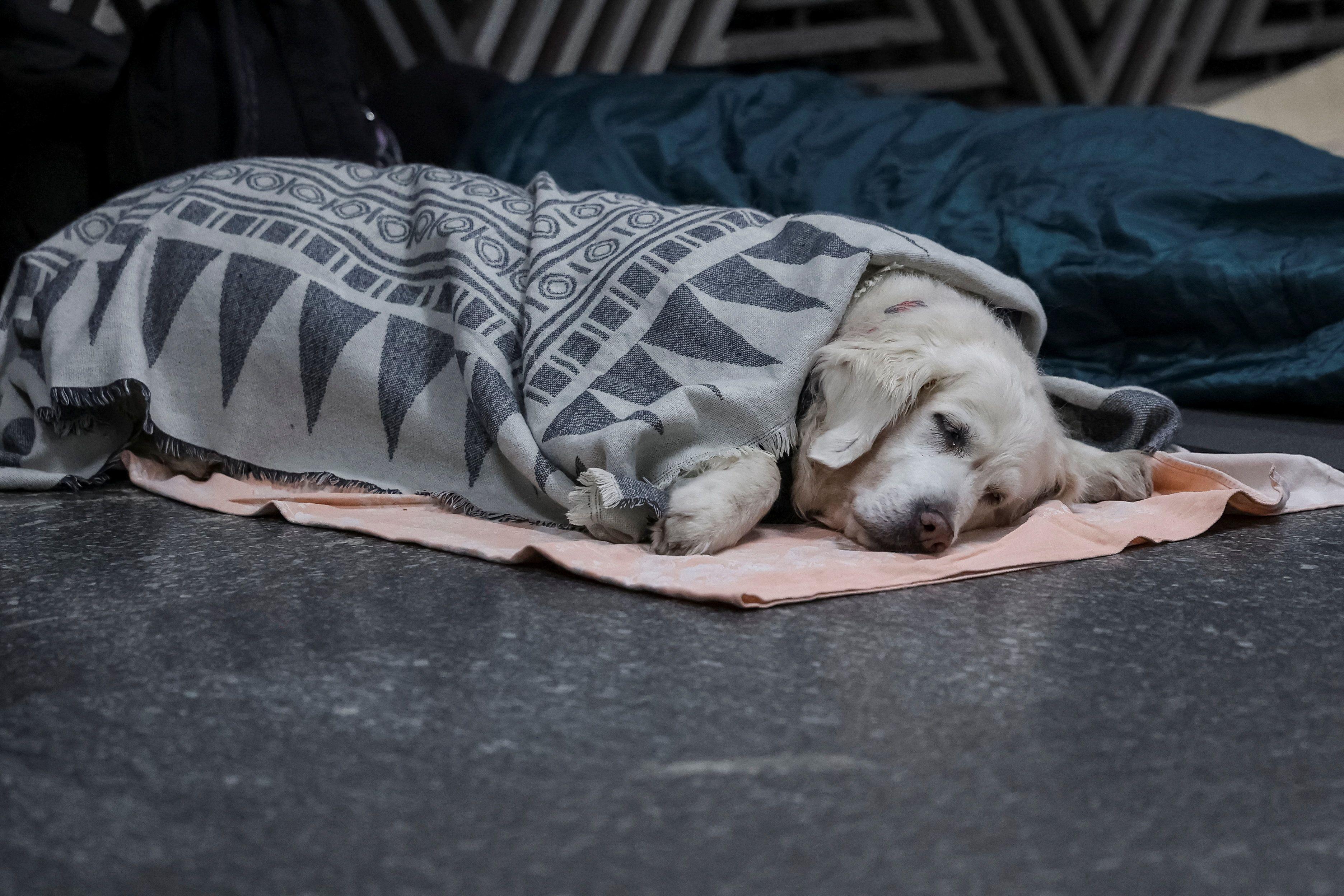 ruski napad na kijev, pas spava u metrou u skloništu
