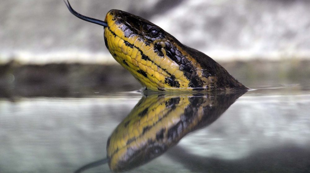 WWF prekida saradnju sa ambasadorom u Srbiji nakon što je “neprimereno uznemiravao anakondu i mravojeda” 1