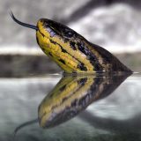 WWF prekida saradnju sa ambasadorom u Srbiji nakon što je “neprimereno uznemiravao anakondu i mravojeda” 7