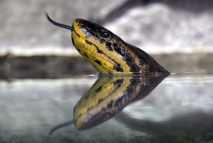 WWF prekida saradnju sa ambasadorom u Srbiji nakon što je “neprimereno uznemiravao anakondu i mravojeda” 1