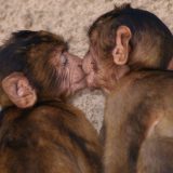 Prvi poljubac još pre 21 miliona godina, kažu naučnici 3