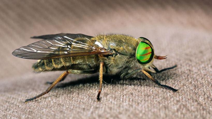 Crno-beli svet: Zašto su zebre, pande i pingvini baš tih boja 3 Krupan kadar muve