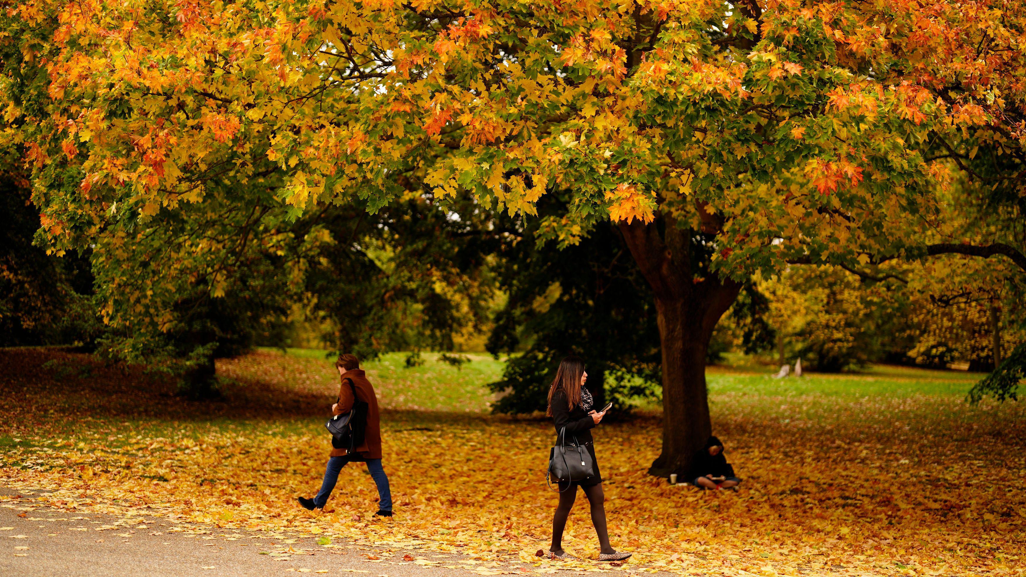 Zagonetka: Zašto lišće menja boju u jesen 3 jesen, boje jeseni, dve žene šetaju u šumi tokom jeseni, lišće požutelo na drveću, požutelo lišće na drveću