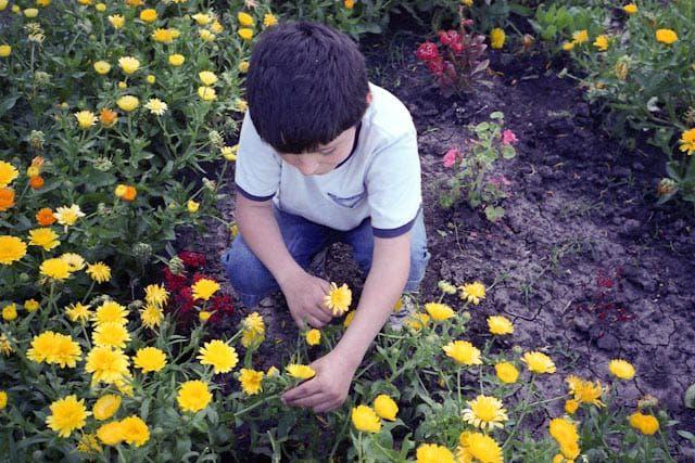 Hoakin, u farmerkama i majici, saginje se u bašti da ubere žuti cvet među prstima.