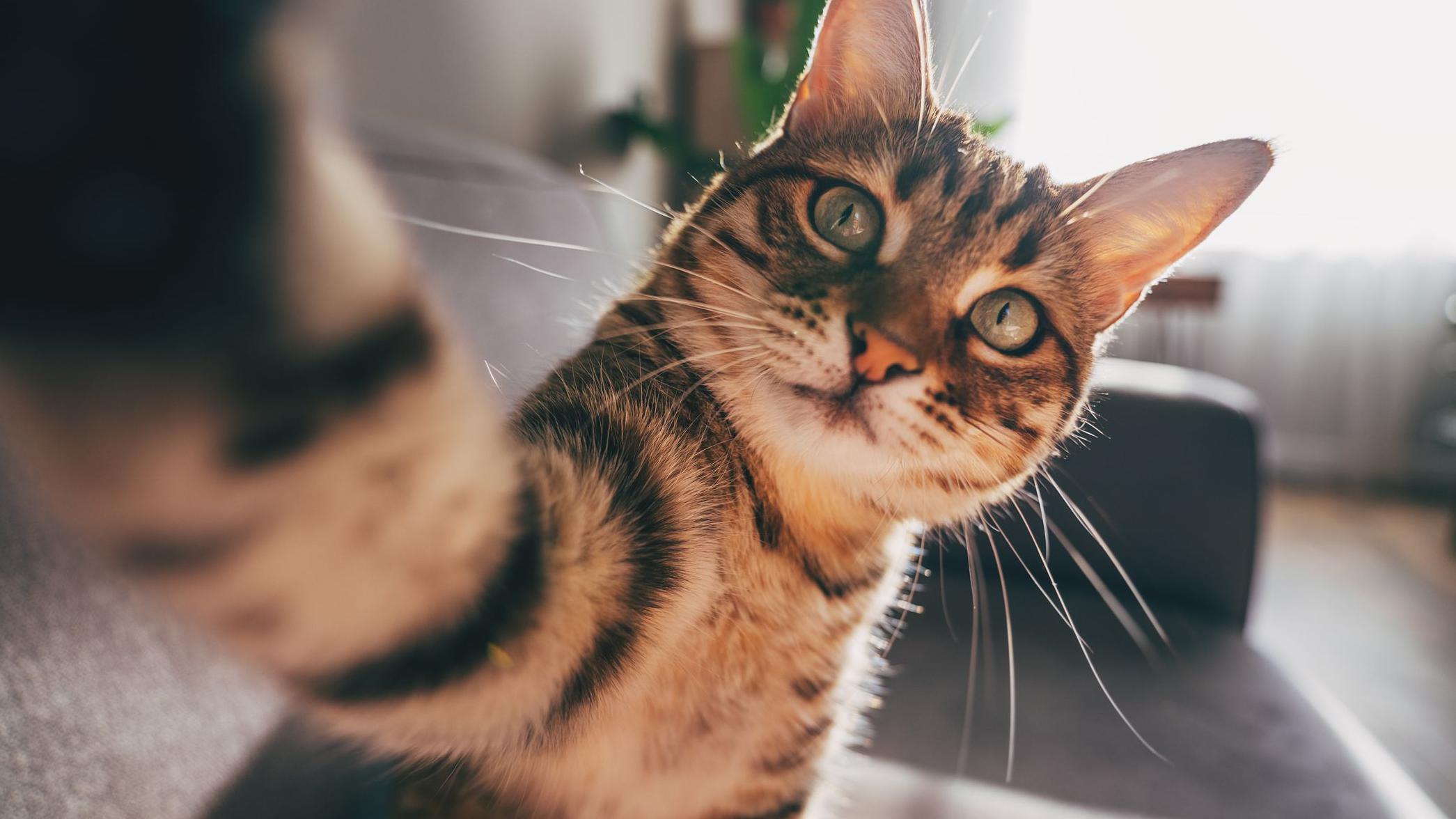 mačka gleda u kameru s podignutom šapom, kao da pravi selfi