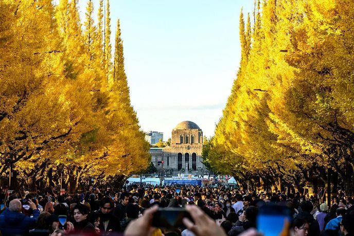 Zagonetka: Zašto lišće menja boju u jesen 5 Žuto drveće i ljudi koji fotografišu