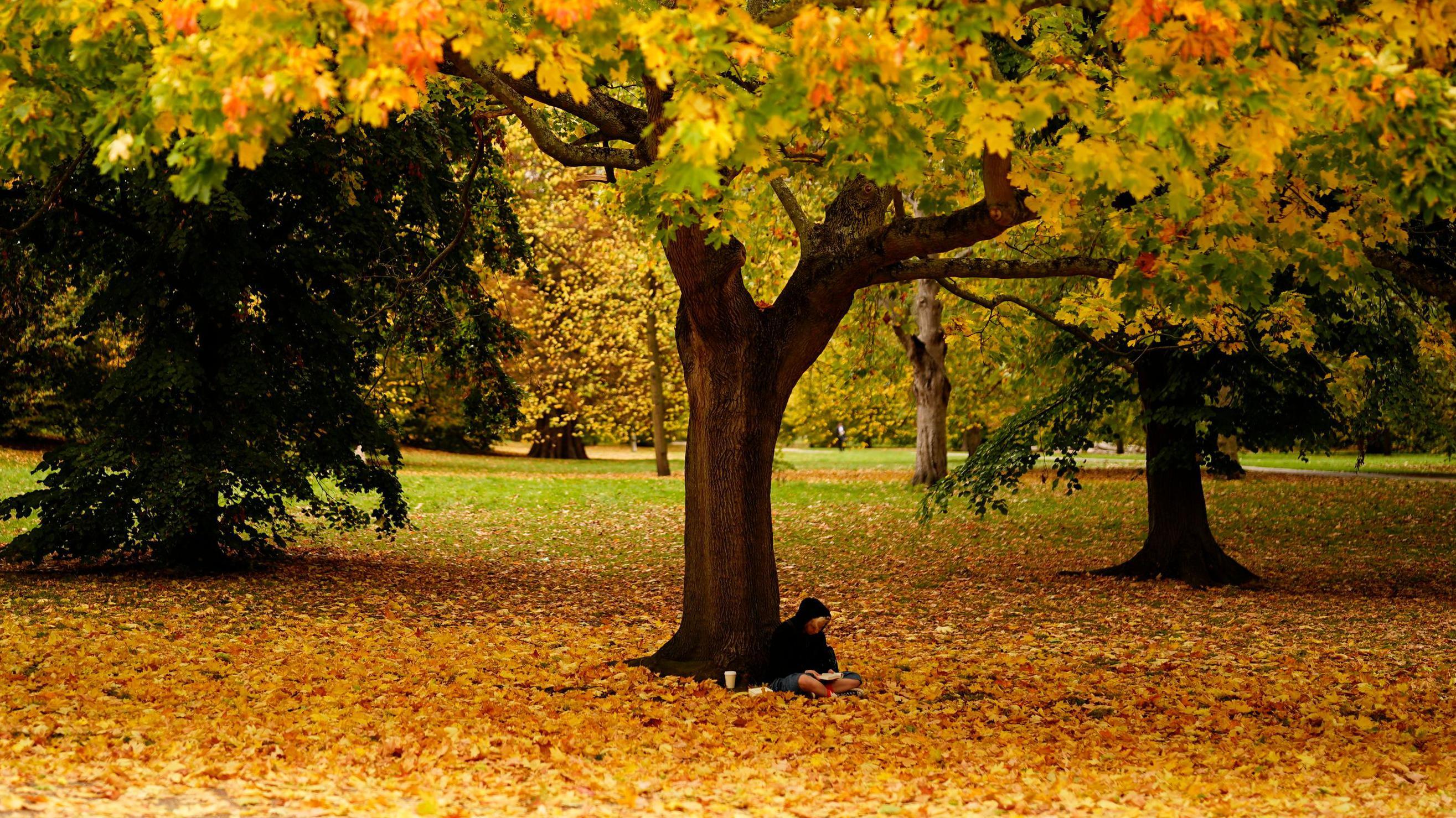 Kako protiv jesenje melanholije 1 Osoba sedi ispod drveta i čita knjigu, oko nje je opalo lišće žute, crvene i smeđe boje