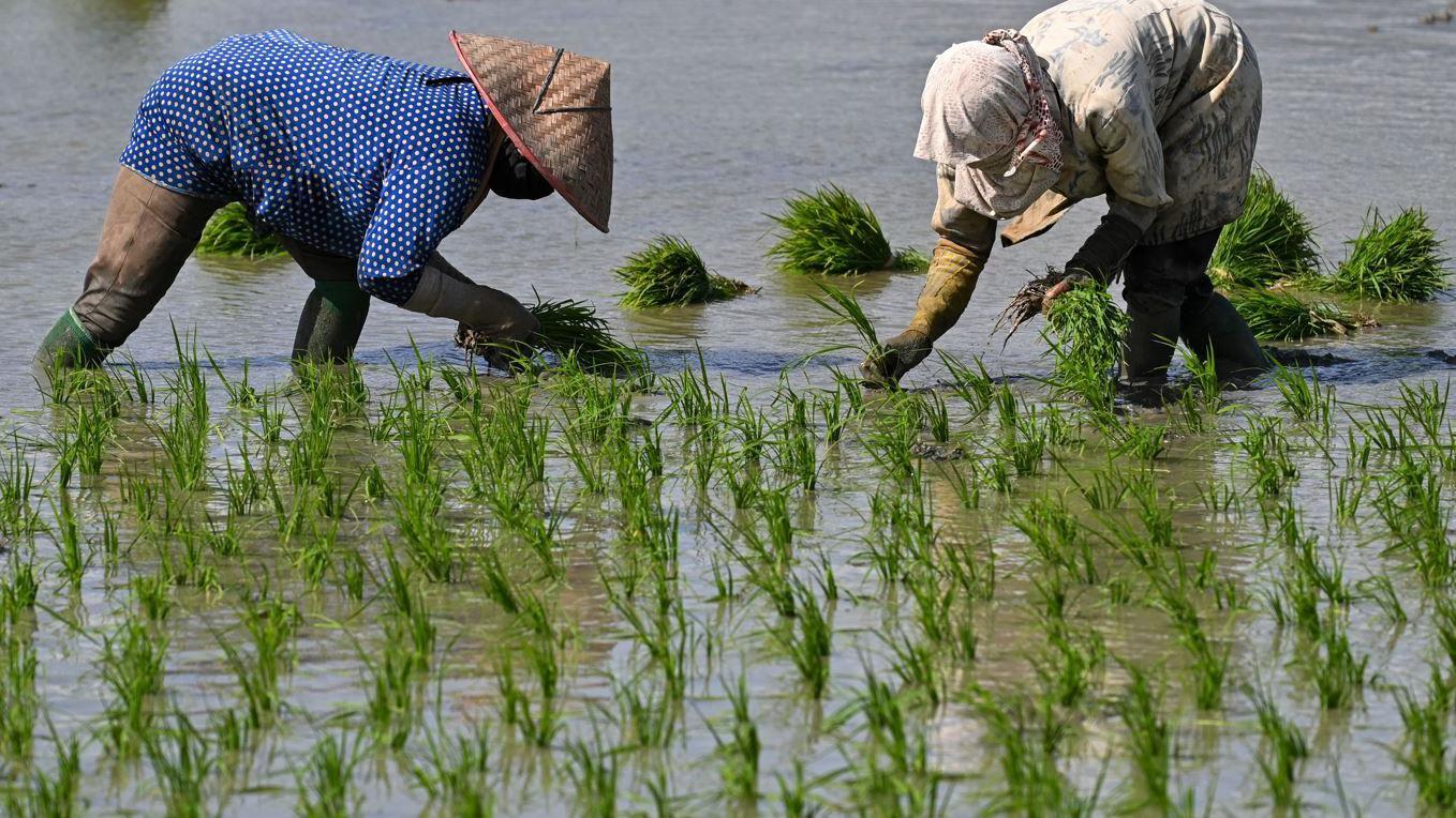 Farmeri u Indoneziji