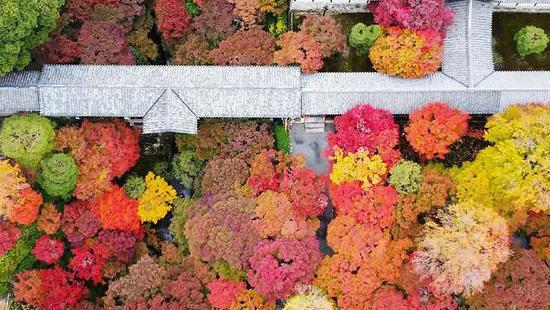 Zagonetka: Zašto lišće menja boju u jesen 2 Drveće snimljeno iz vazduha, krošnje različitih boja od crvene, narandzaste i
žute