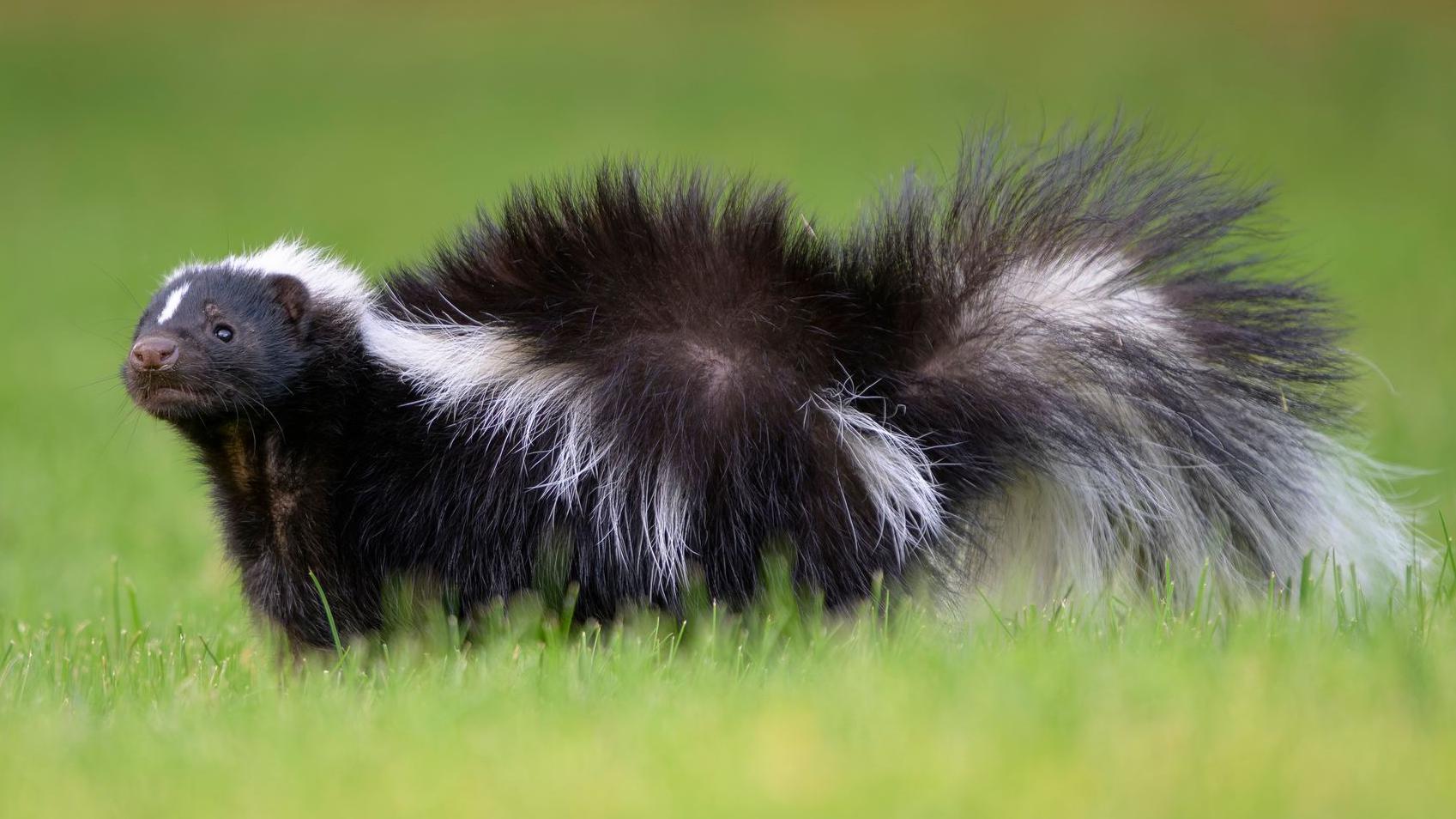 Crno-beli svet: Zašto su zebre, pande i pingvini baš tih boja 5 Crno-beli tvor na zelenoj travi