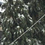 U Beogradu prvi sneg, kakva je prognoza za danas?(FOTO) 5