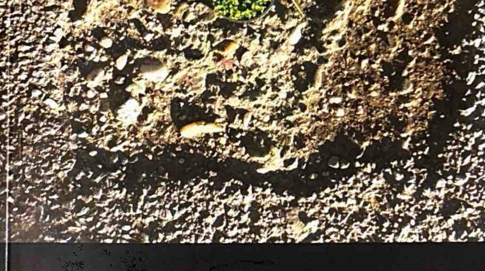 Delo koje vodi ka različitim poetskim jezicima na različitim nivoima: Predstavljanje pesničke knjige „Brzo drvo” Luisa Brava u SKC-u Kragujevac 1