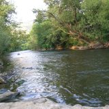 U reci Studenica naučnici otkrili novu strogo zaštićenu vrstu ribe 4