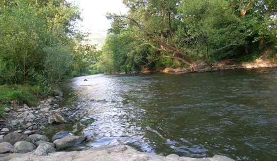 U reci Studenica naučnici otkrili novu strogo zaštićenu vrstu ribe 4