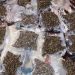 Određen pritvor uhapšenima posle zaplene pet tona marihuane 2