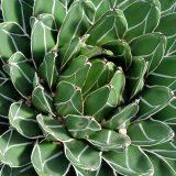 Zašto budućnost tekile zavisi od meksičkih slepih miševa 5