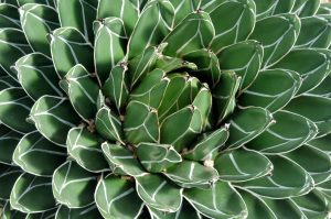 Zašto budućnost tekile zavisi od meksičkih slepih miševa 5