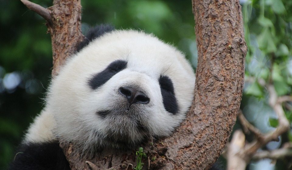 Kineska ambasada u Parizu obećala da će ponovo poslati džinovske pande Francuskoj 1