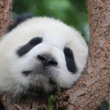 Kineska ambasada u Parizu obećala da će ponovo poslati džinovske pande Francuskoj 12