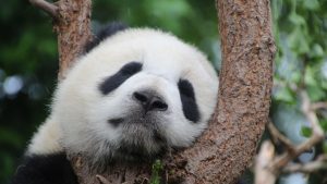 Kineska ambasada u Parizu obećala da će ponovo poslati džinovske pande Francuskoj 1