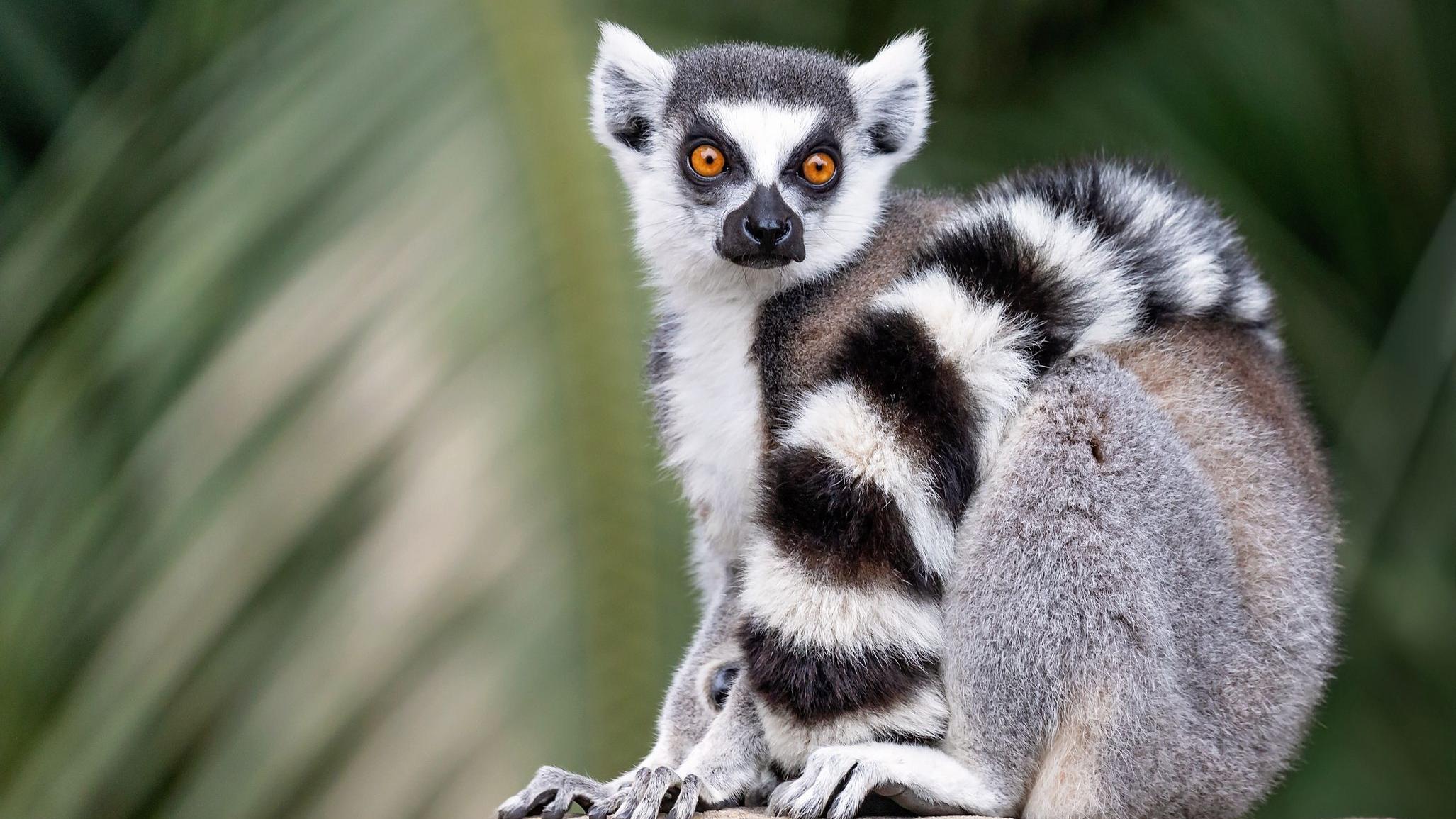 Crno-beli svet: Zašto su zebre, pande i pingvini baš tih boja 6 Lemuri imaju narandžaste oči i crno-belo krzno, sa šarama u obliku prstenova na repu