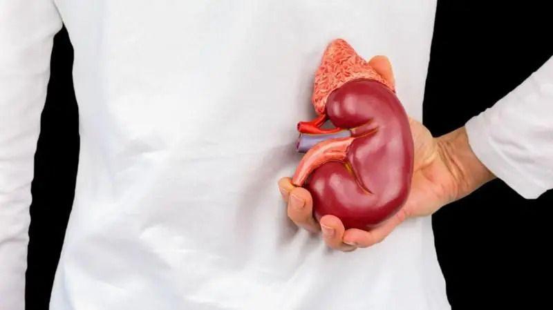 Rak bubrega: Bolest bez simptoma koja brzo napreduje 2 Čovek okrenut leđima u belom mantilu u ruci drži bubreg (ilustracija)