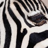 Crno-beli svet: Zašto su zebre, pande i pingvini baš tih boja 6