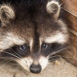 Slađi i bliži: Rakuni bi mogli postati novi kućni ljubimci Amerike 7