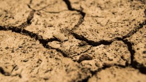 FAO upozorava na alarmantno stanje: Zbog degradacije zemljišta 1,7 milijardi ljudi ugroženo 1